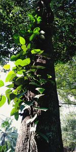 Low angle view of trees in forest