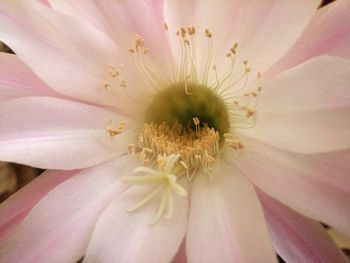 Full frame shot of pink flower