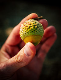 Cropped hand holding acorn