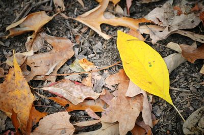 Close-up of dry leaves on ground