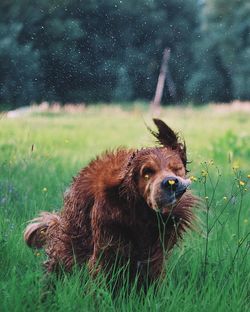 Close-up of dog on field