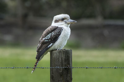 Bird perching on wooden post