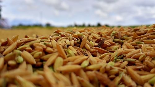 Close-up of corn on field