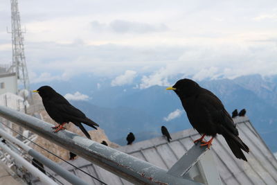 Birds perching on railing against sky