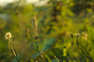 Close-up of plant growing on field