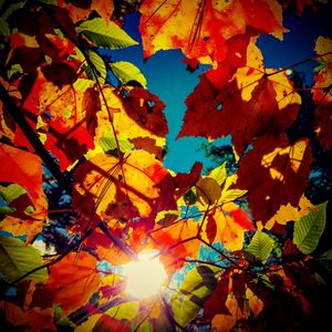 Low angle view of autumn leaves