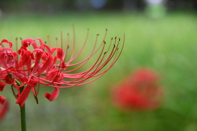 Close-up of red flowering plant