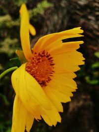 Close-up of yellow flower blooming outdoors