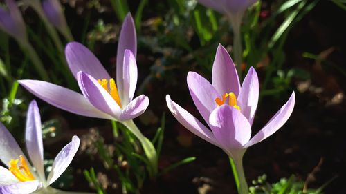 Close-up of purple crocus flowers