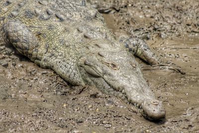 Close-up of crocodile on sand