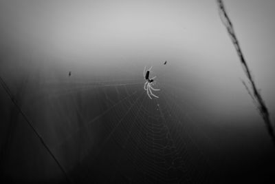 Close-up of spider on web