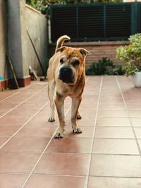 Portrait of dog standing on tiled floor