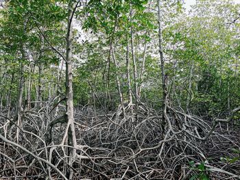 View of trees in forest