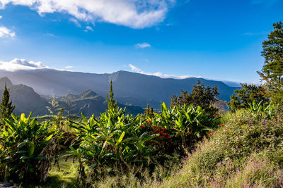 Plants and mountains against blue sky