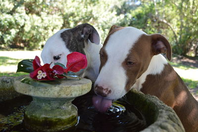 Close-up portrait of dog by water