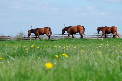 Horses grazing on field against sky