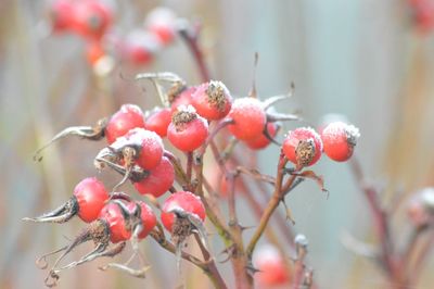 Close-up of cherries on tree