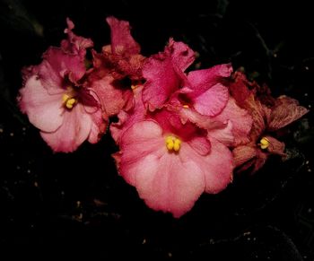 Close-up of pink flowers