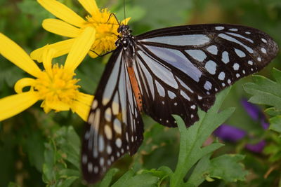 Close-up of butterfly pollinating on flower