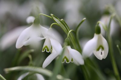 Close-up of white flowers blooming outdoors