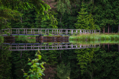 Scenic view of lake in forest