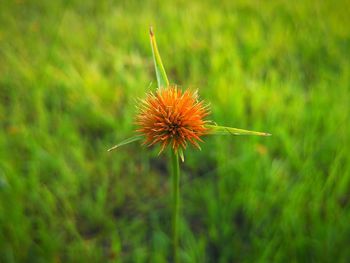 Close-up of flower growing outdoors