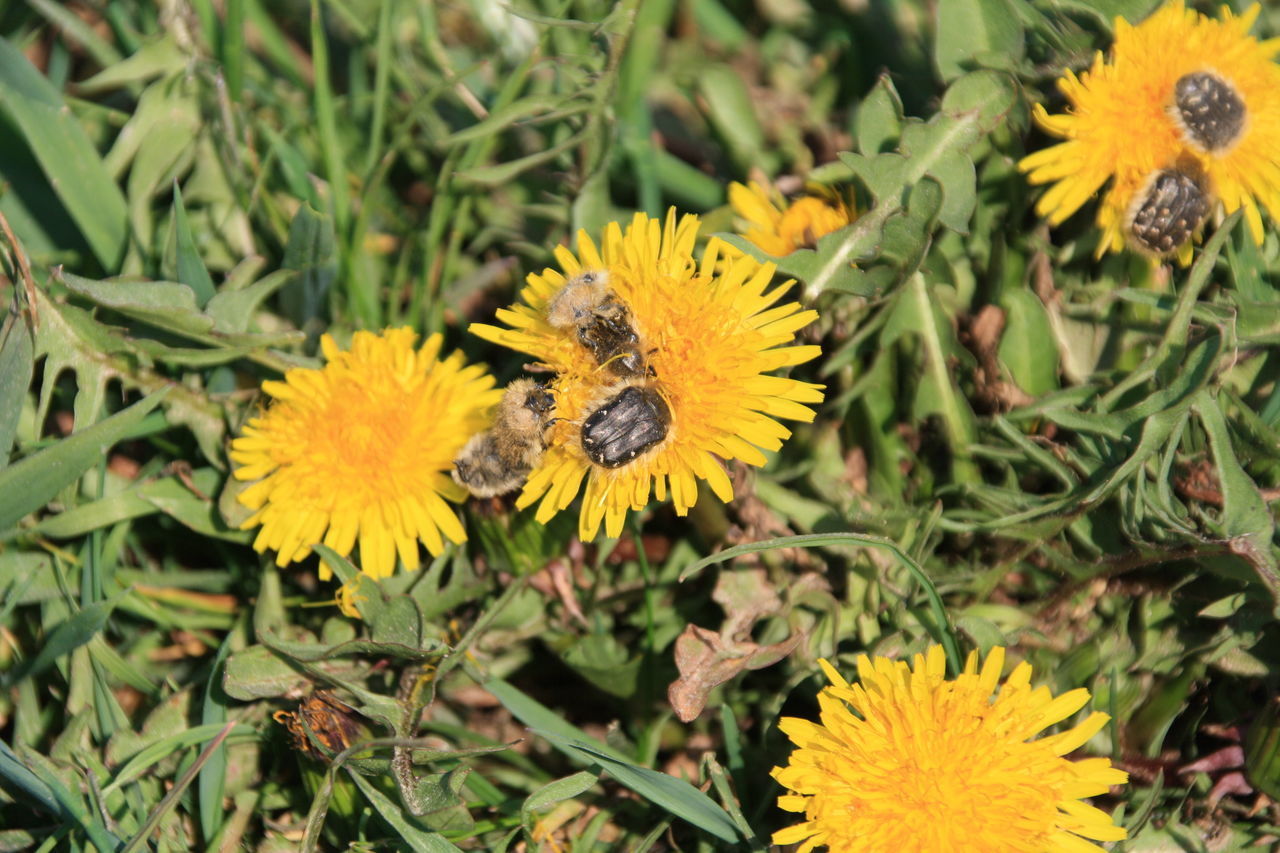 CLOSE-UP OF BUMBLEBEE ON YELLOW FLOWERING PLANT