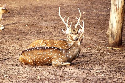 Deer relaxing in zoo