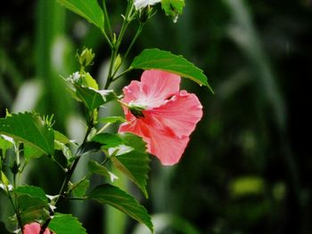 Close-up of pink hibiscus on plant