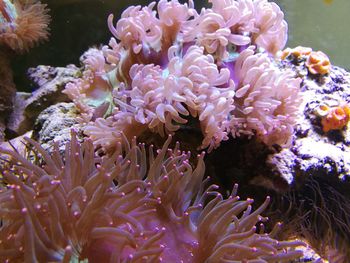 Full frame shot of coral in sea