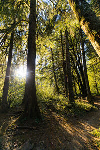 Sunlight streaming through trees in forest