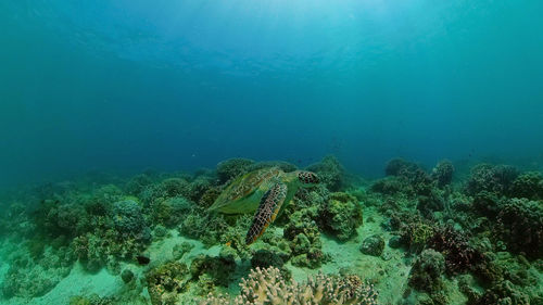 View of coral swimming in sea