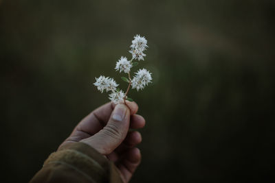 Cropped hand holding flowers