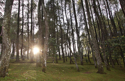 View of trees in forest