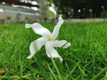 Close-up of white flower on grass