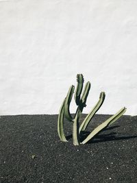 High angle view of plant on street