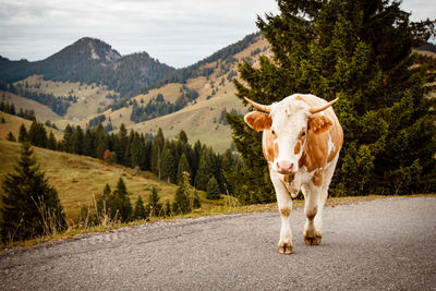 Cow walking on country road against green mountains