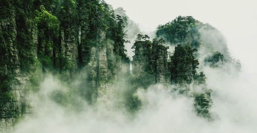 Low angle view of trees on foggy day