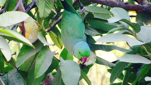 Close-up of bird perching on tree