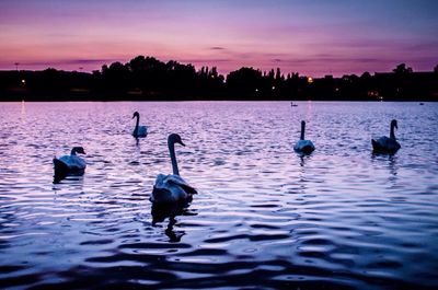 Bird flying over calm lake