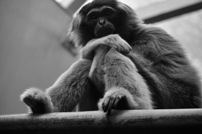 Close-up of monkey sitting outdoors