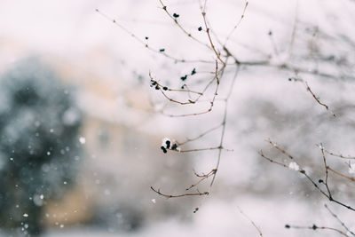 Close-up of frozen plant