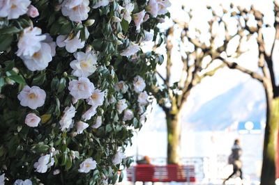 Close-up of white flowers blooming outdoors