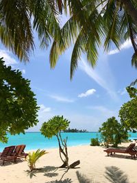 Palm trees by swimming pool against sky