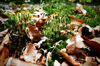 Close-up of mushrooms growing on field