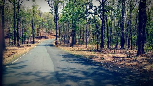 Road passing through forest