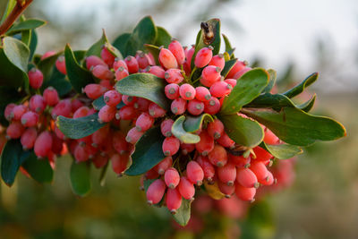 Barberry branch densely strewn with berries on shallow depth of field berberis vulgaris. iran