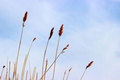 Close-up of stalks against blue sky