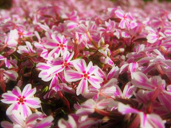 Close-up of pink flowering plants