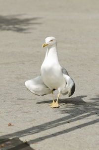 Seagull perching